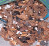 catbark