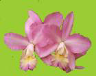 Cattleya Mix