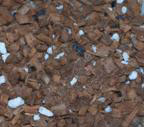 coco mix 3