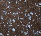 coir mix coco