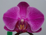 fuschia Phalaenopsis