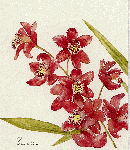cymbidium_Cattelya