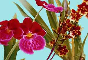 Miltonium_Dendrob