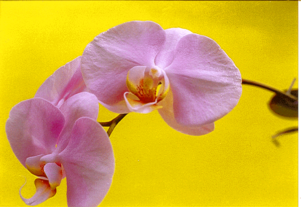 phal2