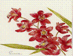 Cymbidium-Cattelya m