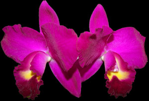 Cattleya
